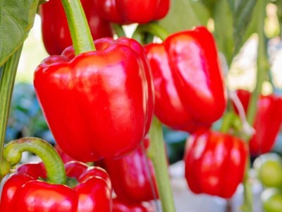 Aywal HYBRID SEEDS CAPSICUM, Red Color SHIMLA MIRCH Seed(460 per packet)