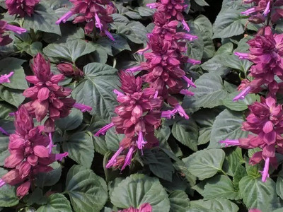 MAA Salvia Seed(85 per packet)