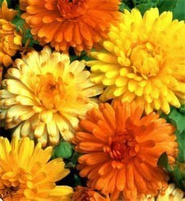 CRGO CALENDULA Seed(15 per packet)