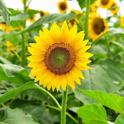 CRGO SUNFLOWER , SURAJMUKHI Seed(70 per packet)