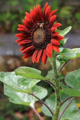 BSARKAR Red sunflower seeds Seed(20 per packet)