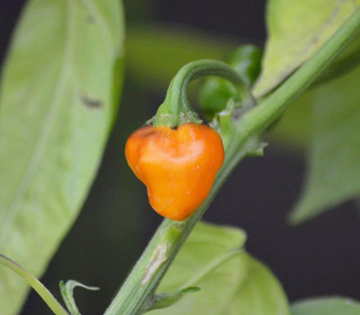 KNESSiN Golden Nugget Chilli Pepper-{800 Seeds} Seed(800 per packet)