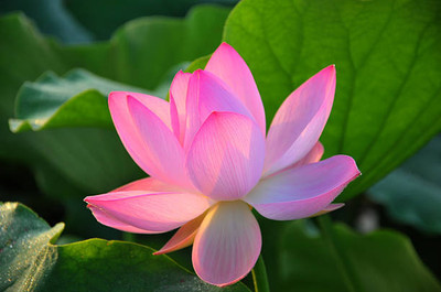 dpays lotus,kamal gatta Seed(14 per packet)