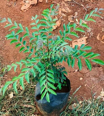 LPR KADIPATTA Seed(20 per packet)