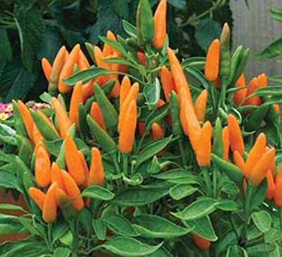 Epazo Capsicum Choice Round Mix Flower Seed(30 per packet)