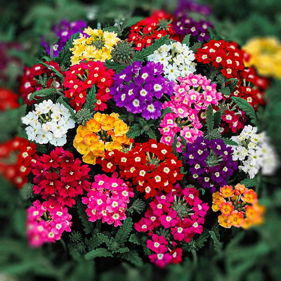 Lorvox Verbena Hybrid Mixed Flower Seed(36 per packet)