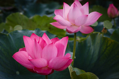 surmul lotus,kamal gatta Seed(14 per packet)