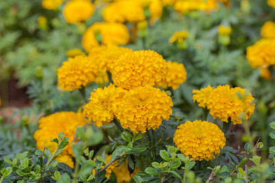 MOTREX marigold/gende ka phool flower seeds Seed(50 per packet)