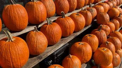 CYBEXIS NDIR-85 - Appalachian Pumpkin Premium Hybrid Quality - (300 Seeds) Seed(300 per packet)