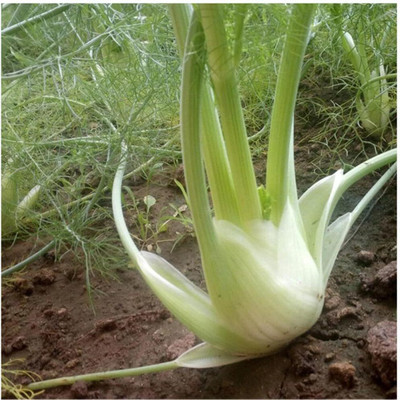 KNESSiN Bulb Fennel Seed(1250 per packet)