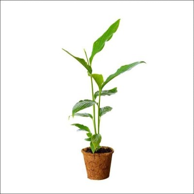 CYBEXIS PUAS-9 - Green Cardamom Elettaria cardamomum - (60 Seeds) Seed(60 per packet)