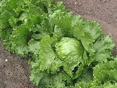 Qualtivate HUA-7A Batavian Leafy Iceberg Lettuce Seeds Seed(300 per packet)
