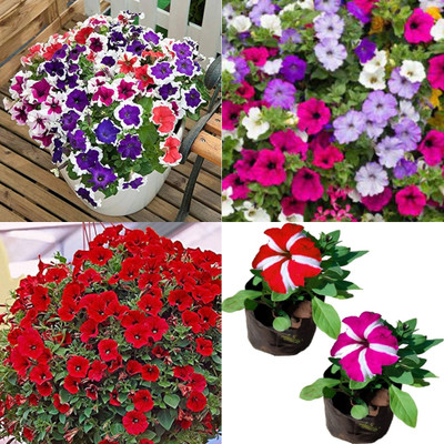 ibains Petunia flower seeds mix colour bij 48 Seed(48 per packet)