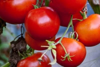 GOCROP tomato Seed(140 per packet)