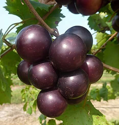 Aywal Red Grabes Hybrid Fruit Seed(20 per packet)