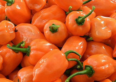 KNESSiN Scotch Bonnet Chilli Seed(200 per packet)