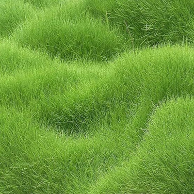 GREENSEA Bermuda Grass for Lawn, High Germination Seed(5400 per packet)