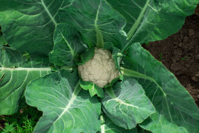 Profchef white cauliflower,gobhee seeds Seed(40 per packet)