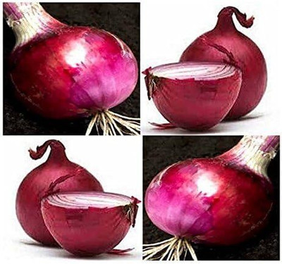 Qualtivate HYB-5A Onion Red Grano Seed(500 per packet)
