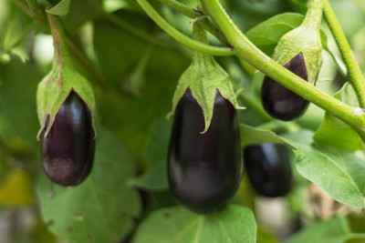 Kodali Hybrid F1 Brinjal Seeds Pack Of 51 Seed(51 per packet)