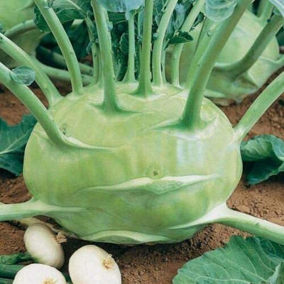CYBEXIS High Yield Kohlrabi Seeds1000 Seeds Seed(1000 per packet)