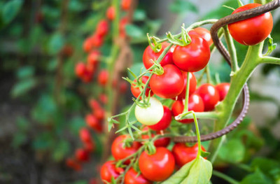 Sandhya Darshan tomato Seed(35 per packet)