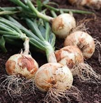 Qualtivate RES-9A Onion, Spanish White, Heirloom Seeds Seed(500 per packet)