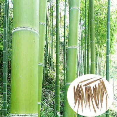 wequality bamboo seeds/bamboo seeds 67 Seed(67 per packet)