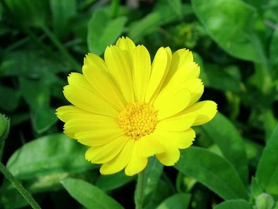 Aywal Calendula Seed(40 per packet)