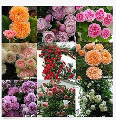 LPR FLOWER MIX Seed(100 per packet)