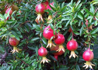 Aywal Anar Hybrid Fruit Seed(20 per packet)