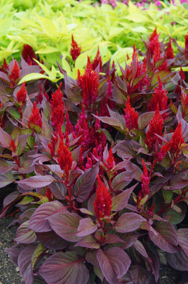 ZIXA Celosia New Look Seed(40 per packet)