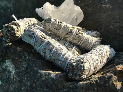 CYBEXIS GBPUT-44 - White Sage Salvia Apiana Rare - (1350 Seeds) Seed(1350 per packet)