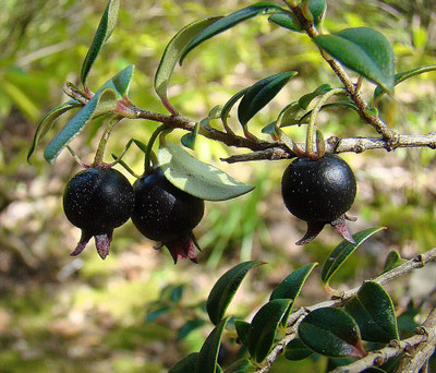 KNESSiN Black Guava/Amrood Fruit Plant[100 Seeds] Seed(100 per packet)