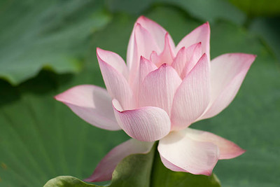SUNWAN lotus,kamal gatta Seed(14 per packet)