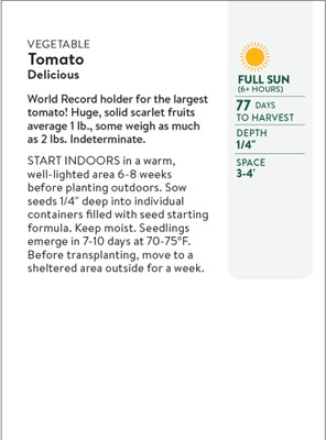 Quentova Tomato Seeds Seed(400 per packet)