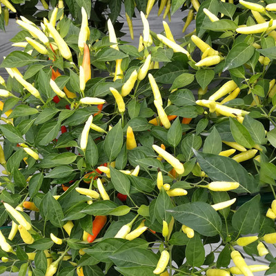 KNESSiN Yellow Chilli Seed(200 per packet)