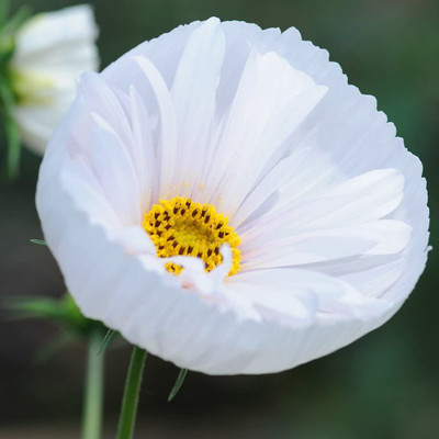 CYBEXIS Seeds Cosmos Producing Pink & White Blooms Seed(1 g)