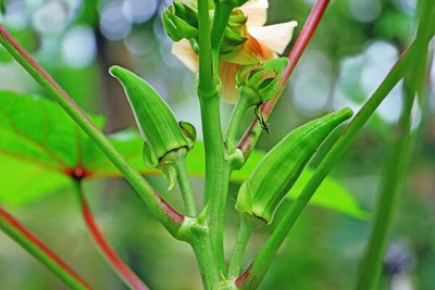 Aywal High Yield Lady Finger Hybrid F1 SUPREME Seed(900 per packet)