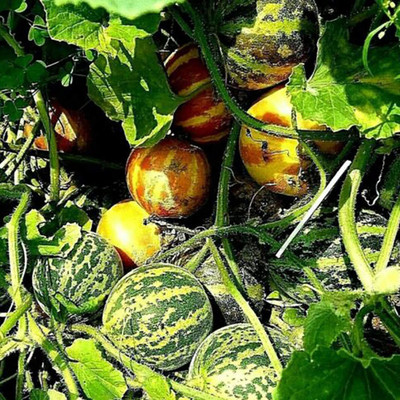 CYBEXIS Plant Seeds for Home - Pumpkin Seeds400 Seeds Seed(400 per packet)