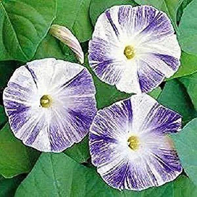 Aro Morning glory Seed(12 per packet)