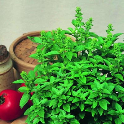 KNESSiN Basil - Spicy Globe[400 Seeds] Seed(400 per packet)