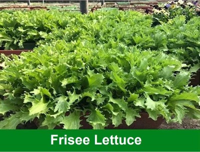 Quentova Frisee Lettuce 0.5gm-VK-4X Seed(400 per packet)