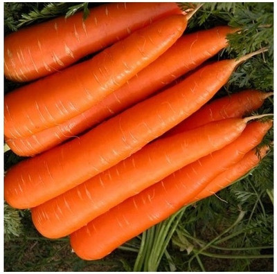 Quentova Orange Gajar Carrot Vegetable-7O-RAJ Seed(200 per packet)