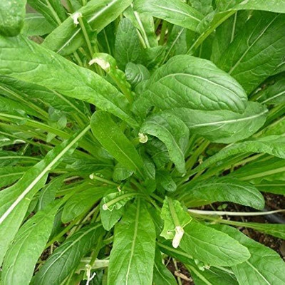 WILLVINE PUSA -IV Mibuna Cabbage - Japanese Cabbage [5g] Seed(1500 per packet)