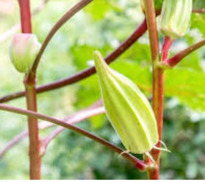 greenfarm NXC- Long Okra Seeds/ LadyFinger Seeds/ 150 X Seeds ,nkk62 Seed(150 per packet)
