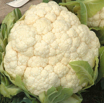 CYBEXIS Vegetable Cauliflower Seeds 2000 Seeds Seed(2000 per packet)