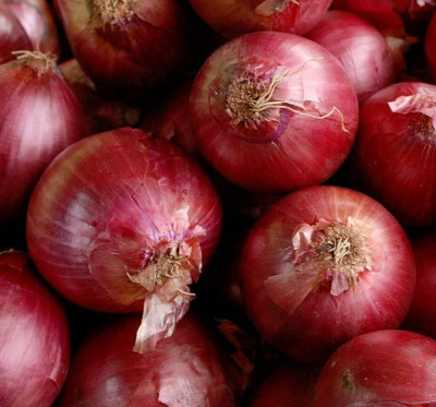 WILLVINE VMR -I Red Creole Onion Seeds [5g] Seed(3000 per packet)