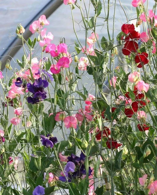 LASMA Sweet Pea Mammoth Blend Mix Seed(50 per packet)