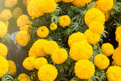 shivay Export marigold/gende ka phool flower seeds Seed(75 per packet)